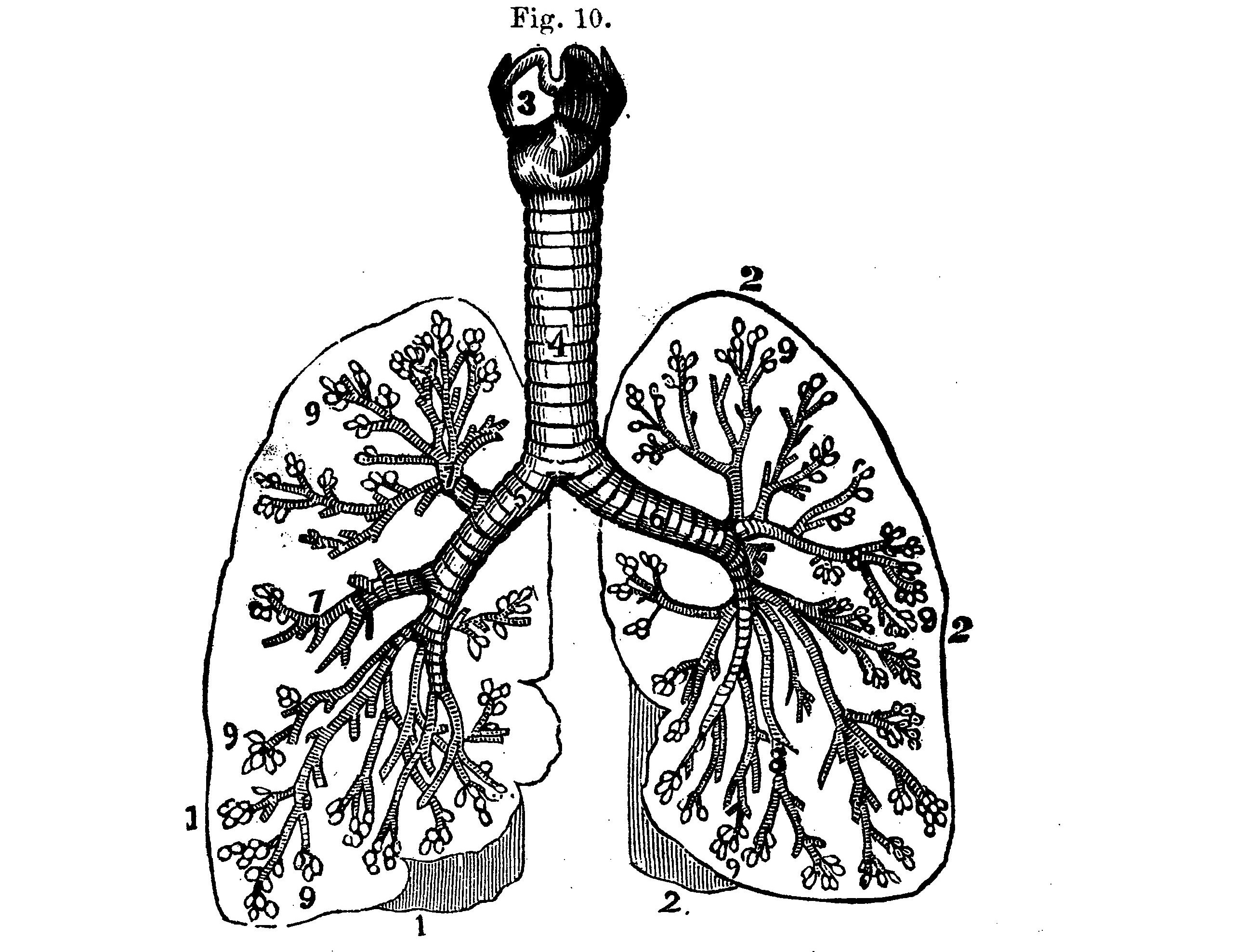 illustration of lungs